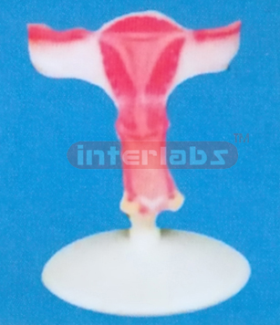 BIG MAGNIFIED UTERUS INVERSE DISSECT (C TYPE)